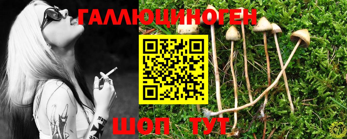 Волжск  Псилоцибиновые грибы Psilocybe  Вход с VPN 